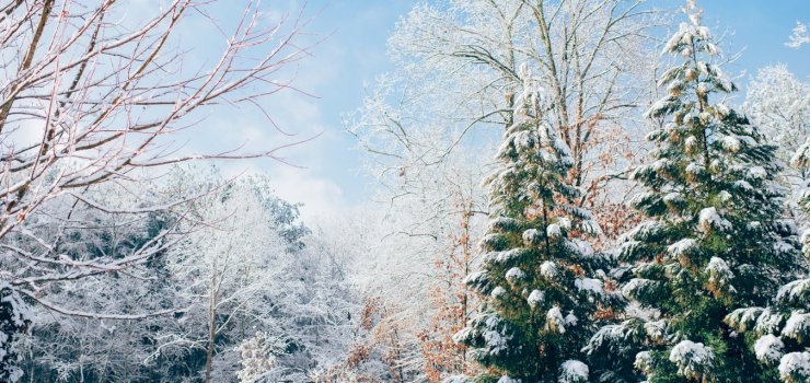 Best Things to do During the Christmas Season Best Things to do During the Christmas Season