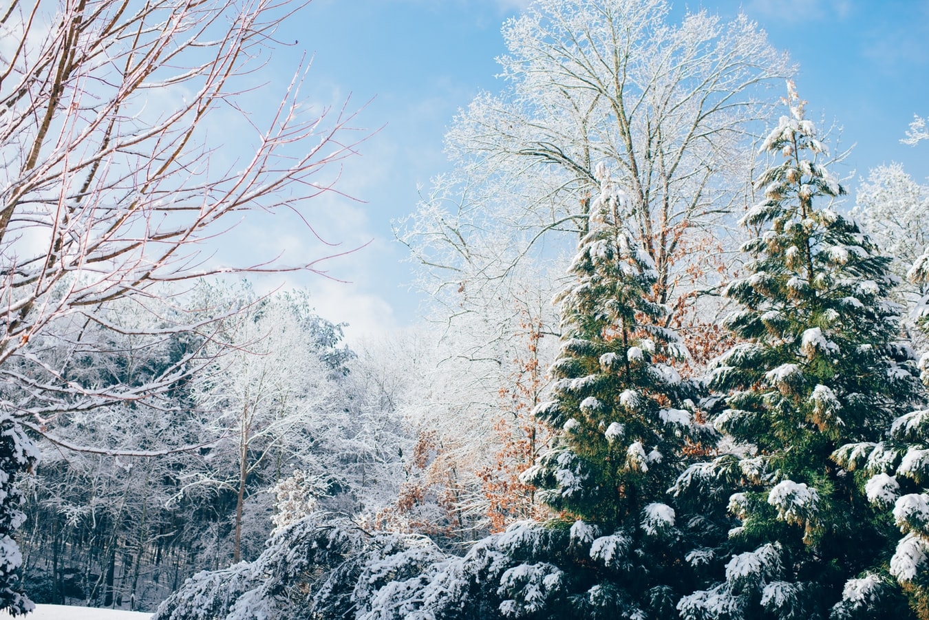 Best Things to do During the Christmas Season Best Things to do During the Christmas Season