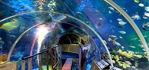 Valentines In London https://d1hcs5uofxldvl.cloudfront.net/chair-hire/article_additional/valentines-in-london-2/valentines-in-london-2-740x350.jpg - The London Aquarium