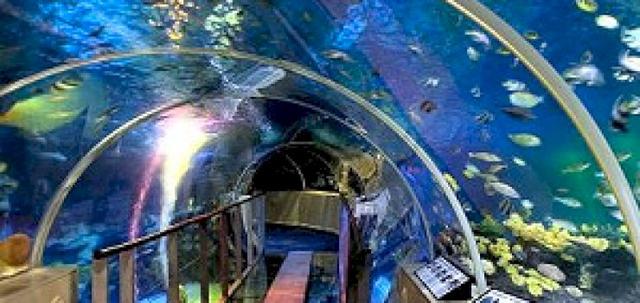 Valentines In London https://mill-media.s3.eu-west-2.amazonaws.com/chair-hire/article_additional/valentines-in-london-2/valentines-in-london-2-740x350.jpg - The London Aquarium